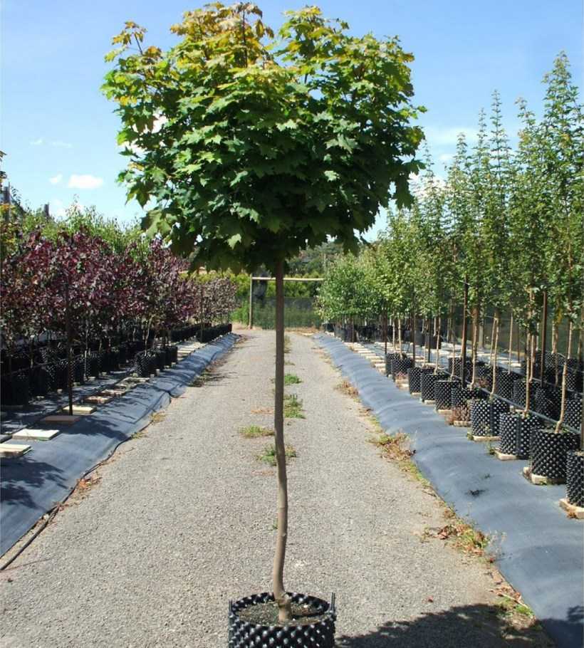 Клен остролистный Globosum (С12 120 см, штамб)