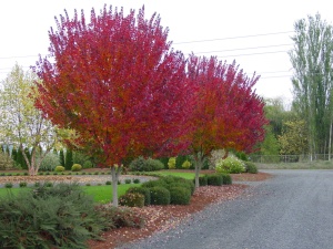 Клен красный 'Burgundy belle' 