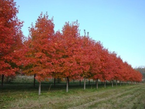 Клен красный 'Summer red' 