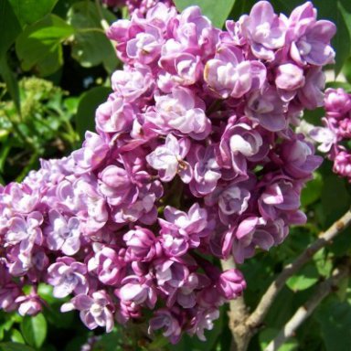 Сирень обыкновенная `Поль Дешанель`