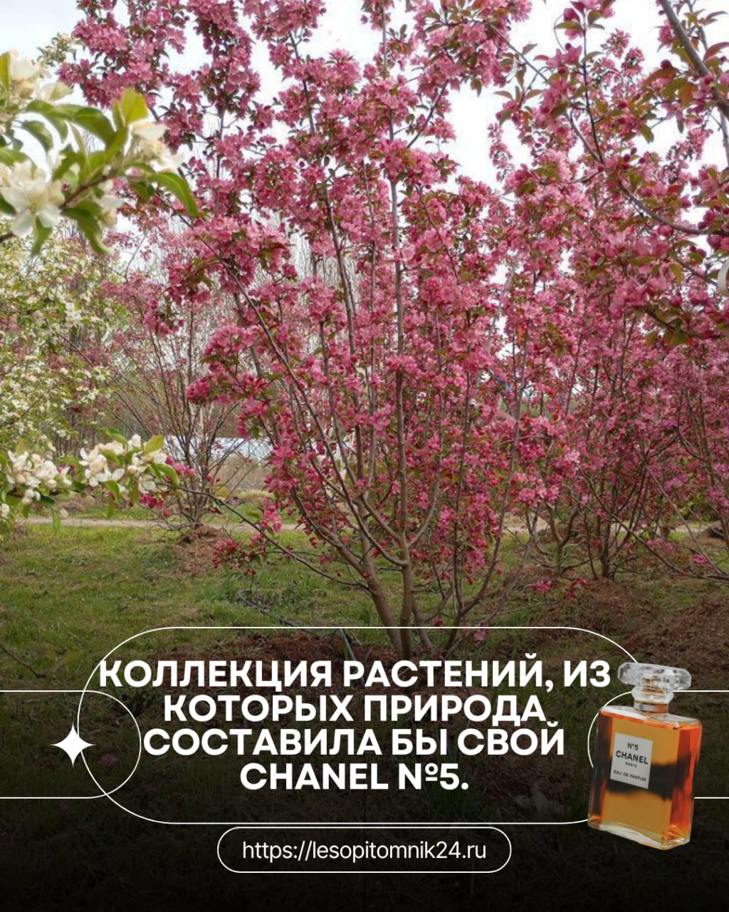 Парфюм от природы: создаём сад, который пахнет как мечта Парфюм от природы: создаём сад, который пахнет как мечта