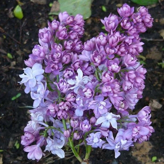 Сирень обыкновенная "Надежда"