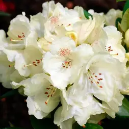 Рододендрон гибридный Голдкрон
