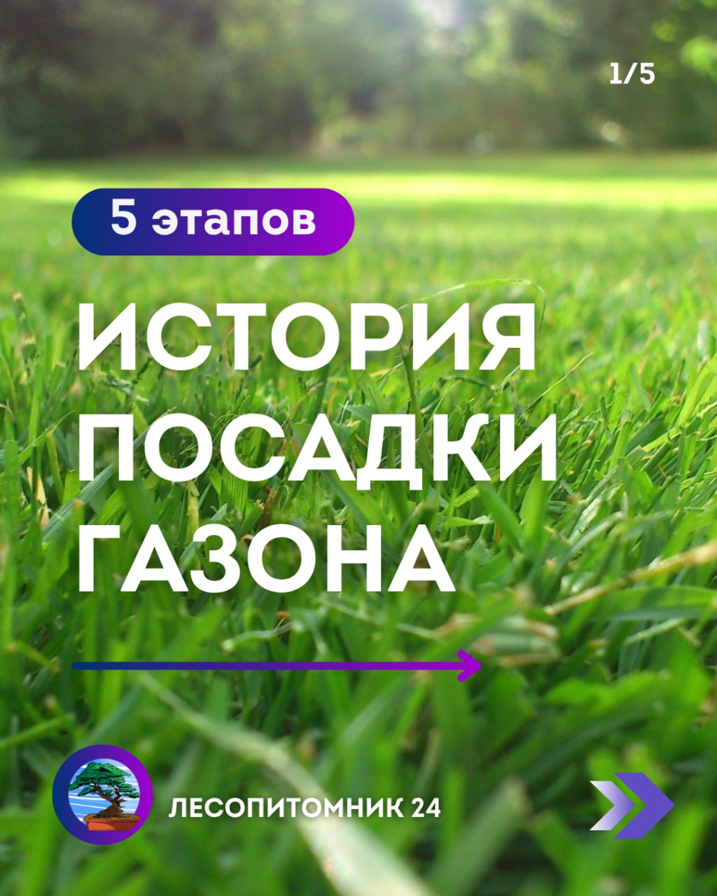 Красивый газон — как жизнь: не всегда всё идёт по плану. Красивый газон — как жизнь: не всегда всё идёт по плану.