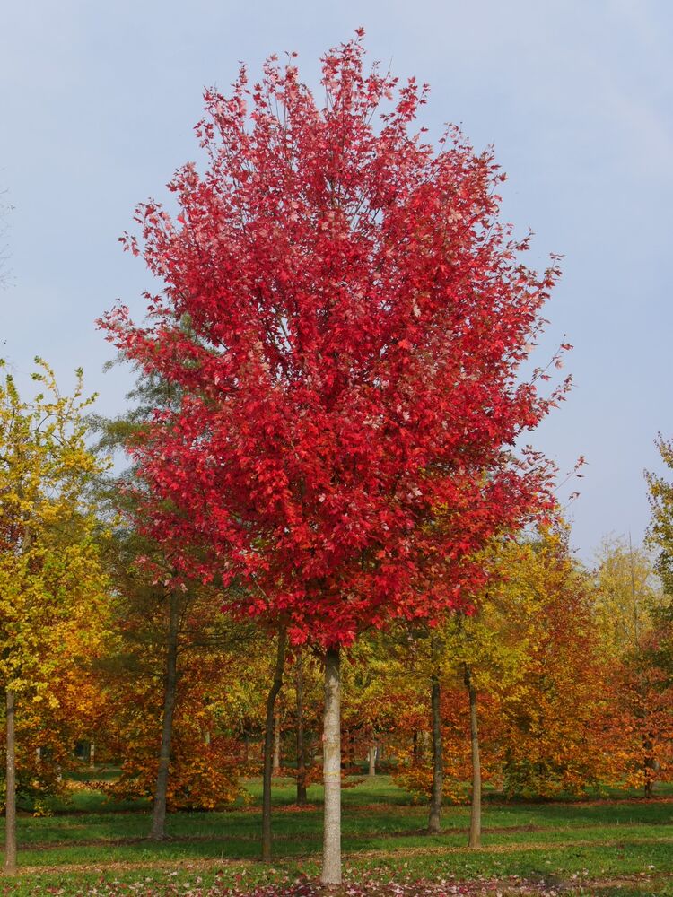 Клен фримана 'Autumn Fantasy'  (о/с 6-8 200-300 см, ком)