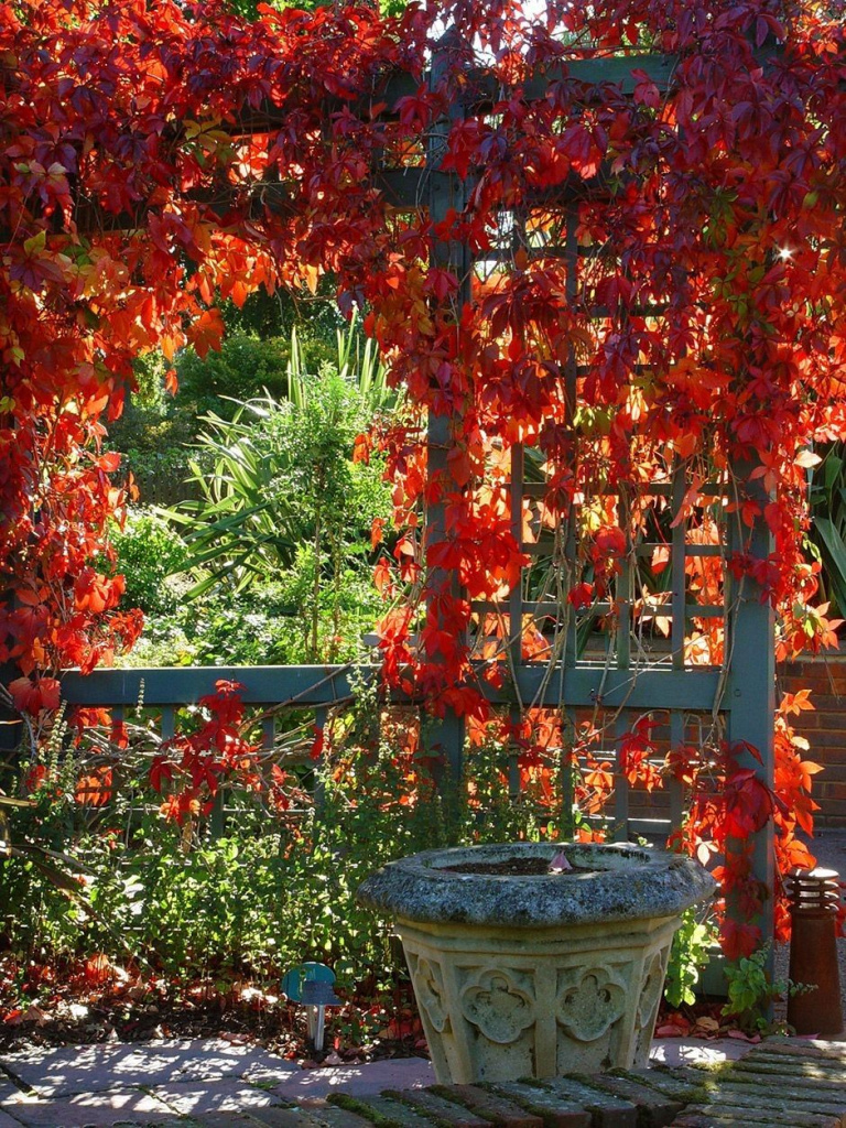 1634460855_44-p-devichii-vinograd-na-pergole-foto-48.jpg