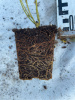 Дерен отпрысковый флавирамеа Cornus alba р9 15-20см
