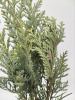 Кипарисовик Лавсона 'Columnaris'