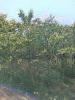 Вяз шершавый 'ulmus glabra'