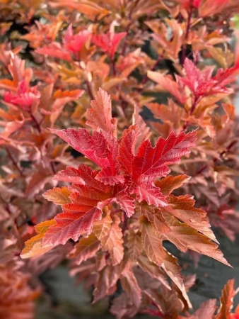 Пузыреплодник калинолистный `Меджик Болл`