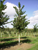 Вяз шершавый 'ulmus glabra'