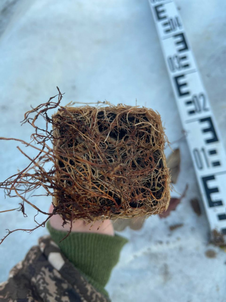 Пузыреплодник калинолистный Physocarpus opulifolius 20-30 см