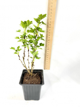 Крыжовник обыкновенный 'Hinnonmaki Green'