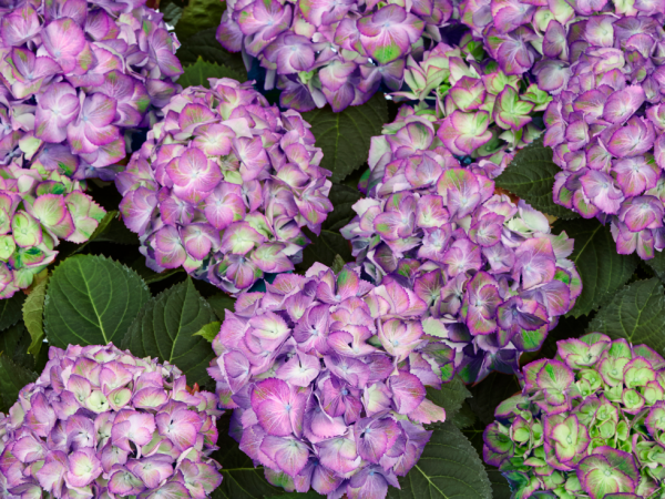 Гортензия крупнолистная Tabletensia Purple С23  
