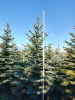 Ель колючая Глаука (Picea pungens ‘Glauca’) 