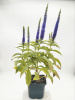 Вероника колосистая 'Ulster Dwarf Blue'