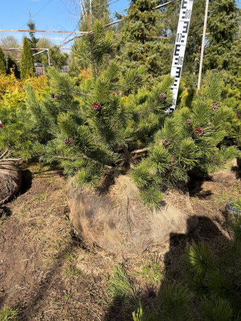 Сосна горная РАСПРОДАЖА