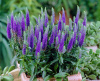 Вероника колосистая 'Ulster Dwarf Blue'