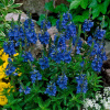 Вероника австрийская 'Royal Blue'