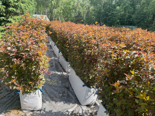  Пузыреплодник калинолистный Diablo РАСПРОДАЖА