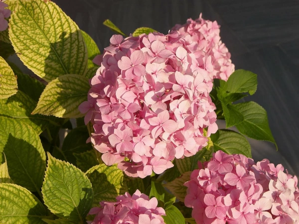 Гортензия гибридная ампельная  Pink С27