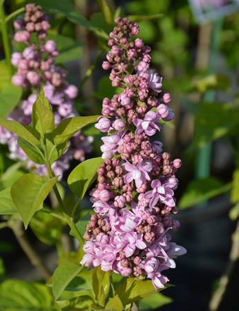 Сирень обыкновенная `Маршал Баграмян` РС 