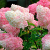 Гортензия мельчатая 'Vanila Fraise'