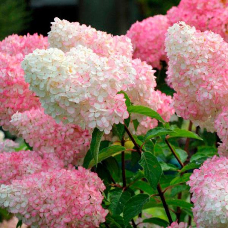 Гортензия мельчатая 'Vanila Fraise'