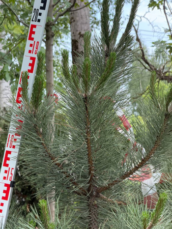 Сосна черная РАСПРОДАЖА