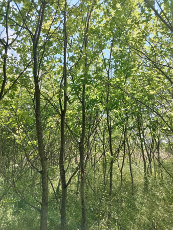 Вяз шершавый 'ulmus glabra'