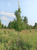 Липа крупнолистная 'Тilia platyphyllos' EXTRA