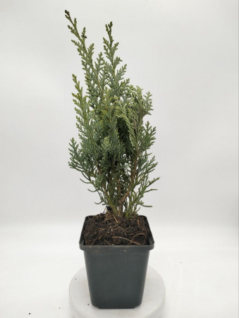 Кипарисовик Лавсона 'Columnaris'