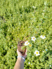 лапчатка белая Potentilla alba 30-60 см