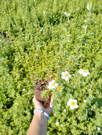 лапчатка белая Potentilla alba 30-60 см