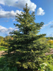 Ель колючая Glauca extra