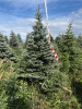 Ель колючая Глаука (Picea pungens ‘Glauca’) 