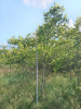 Вяз шершавый 'ulmus glabra'