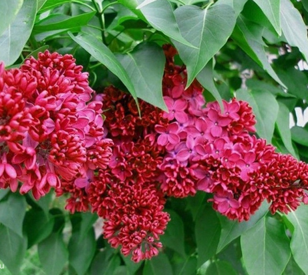 Сирень обыкновенная `Красная Москва`