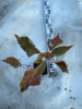Дерен элегантиссима Cornus alba 'Elegantissima' р9 15-20см