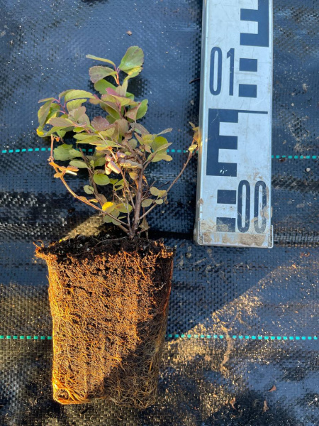Спирея березолистная тор Spiraea betulifolia 'Tor' 10-15 см