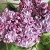 Сирень обыкновенная `Катюша` РС `