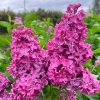 Сирень обыкновенная "Индия"