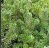 Сосна горная ф. древовидная, Pinus uncinata
