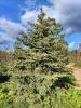 Ель колючая Glauca extra
