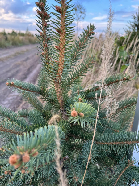 Ель колючая Glauca ГОСТ  80-100-120 см