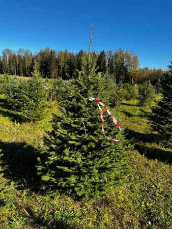 Пихта сибирская