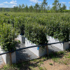 Кизильник блестящий 