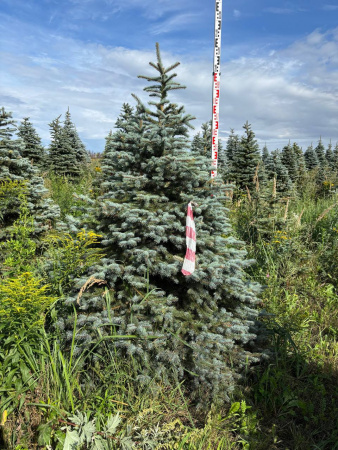 Ель колючая Глаука (Picea pungens ‘Glauca’) 