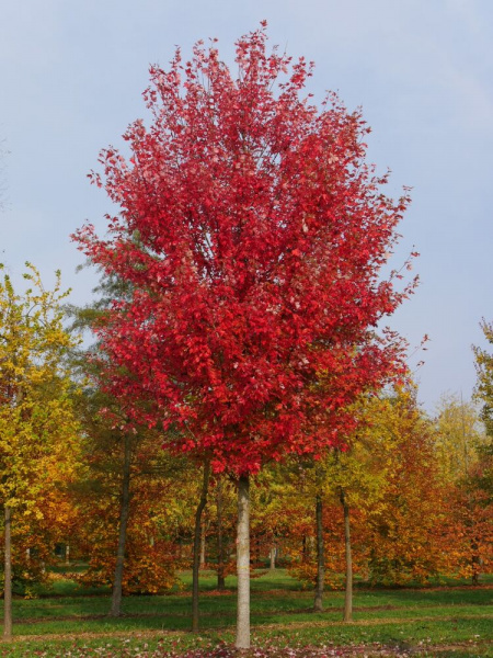 Клен фримана 'Autumn Fantasy' 
