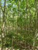 Вяз шершавый 'ulmus glabra'